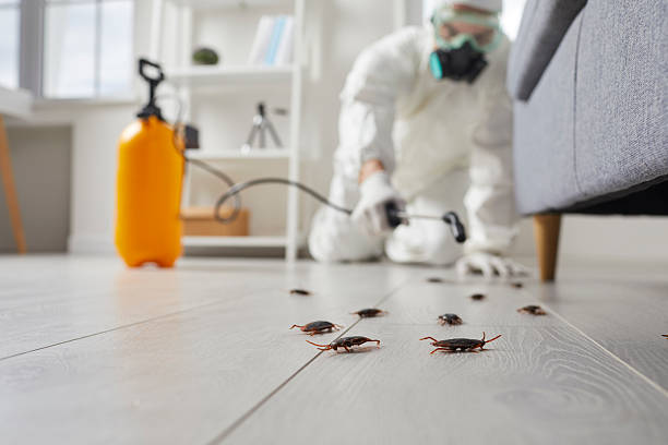 Commercial Kitchen Cockroach Control in Glen Rose